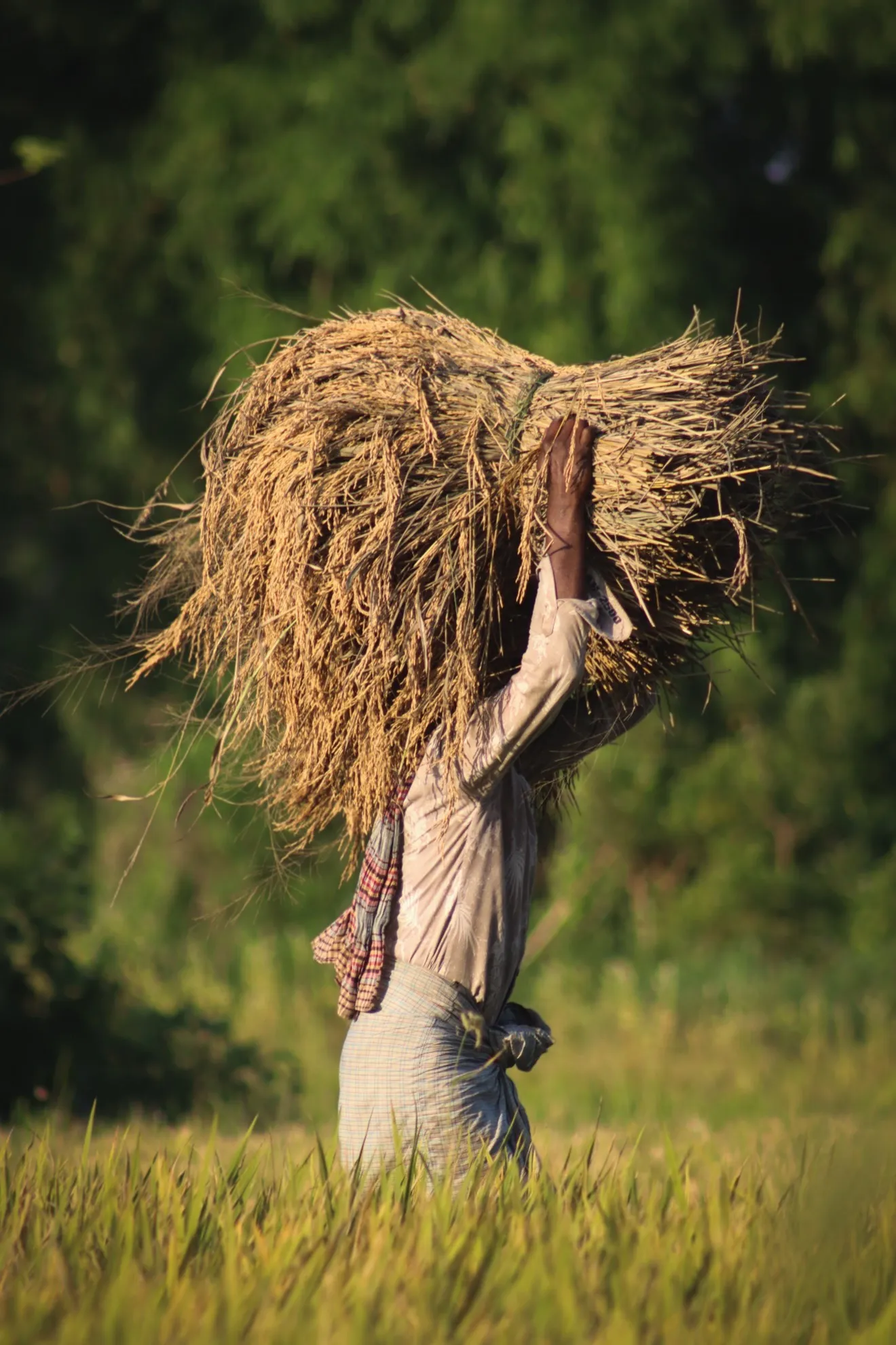 Farmer